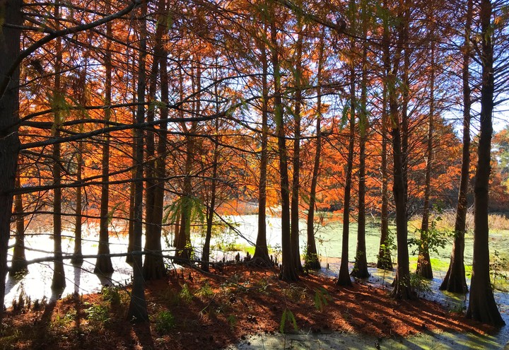 Cypress in the Fall