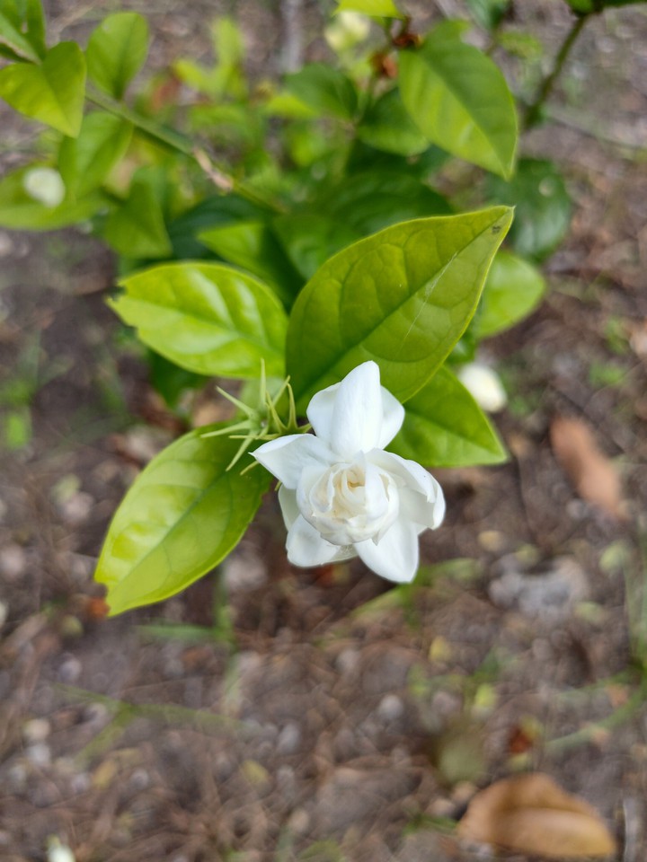 Jasmine