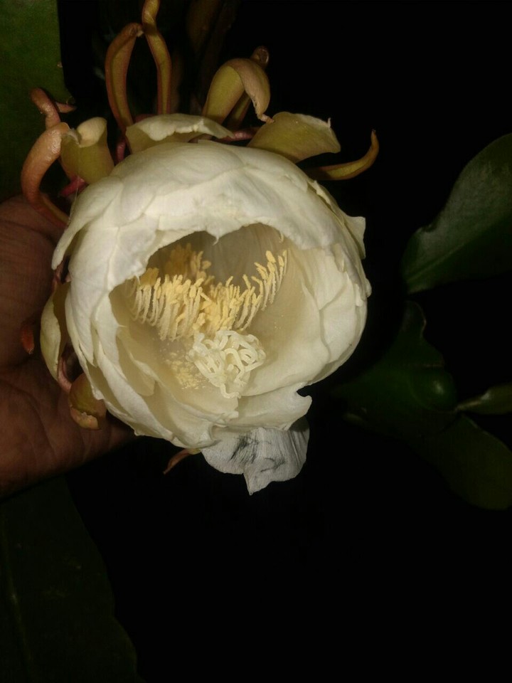 flower