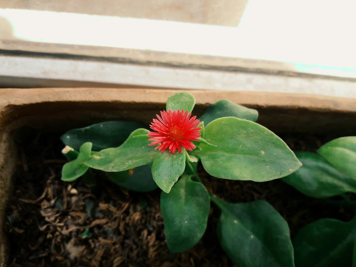 baby flower