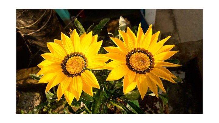 my gardens flower