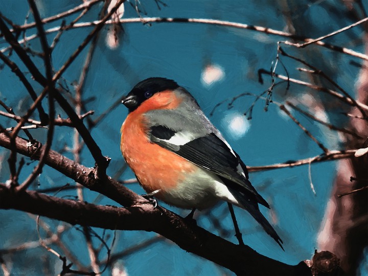 Bullfinch