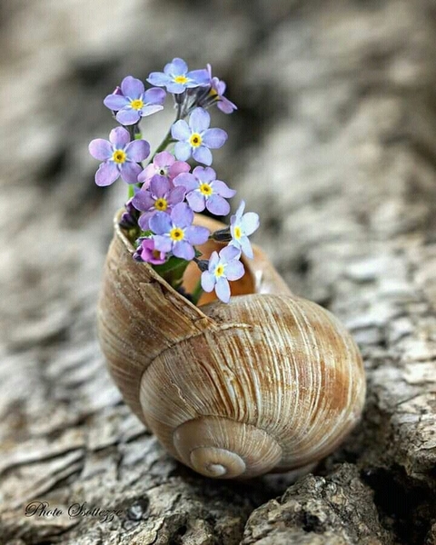 petal, seashell wallpapers