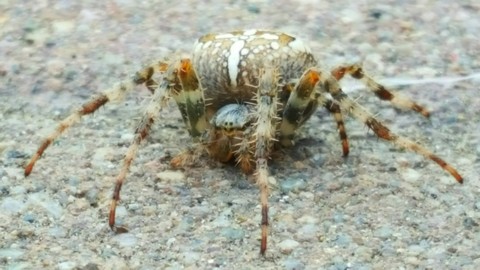 тапети makro, arthropod