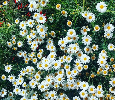Jerusalem Flowers