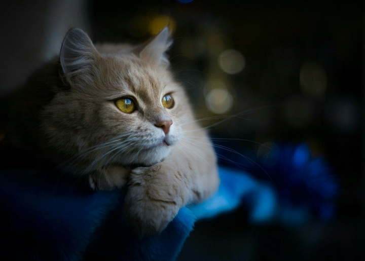 cat