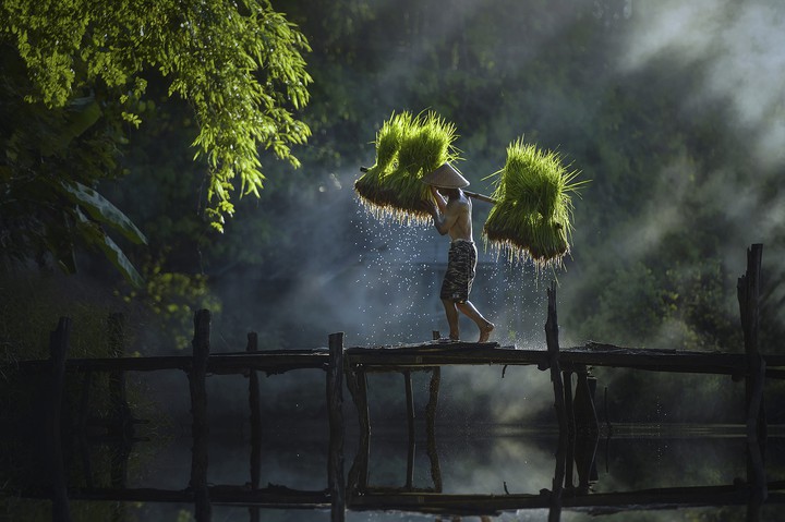 nature