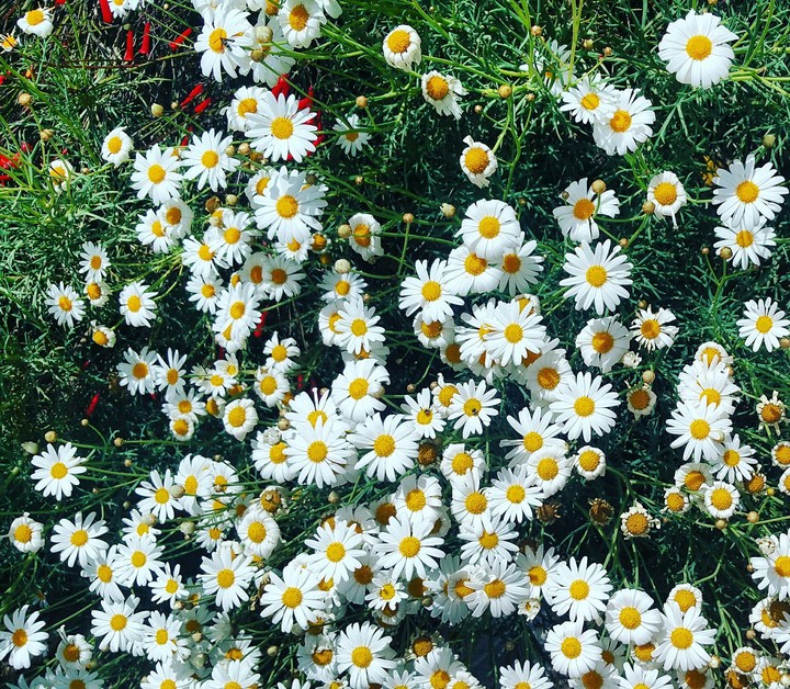 Jerusalem Flowers