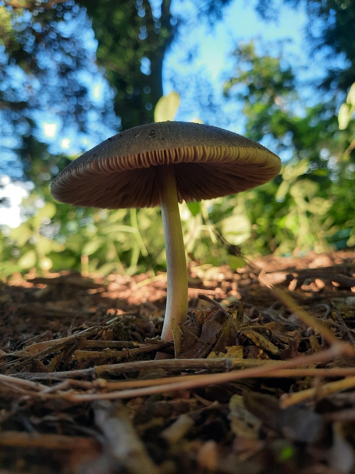 mushroom