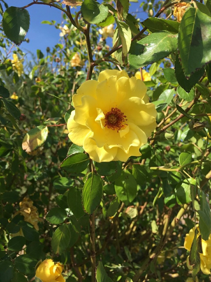 beauty of sun
