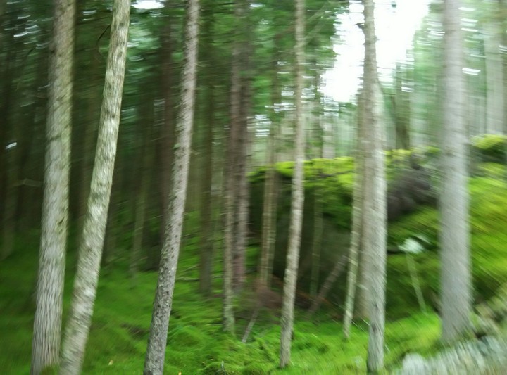 The forest