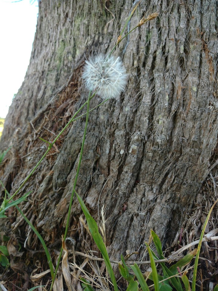 plant white life simply