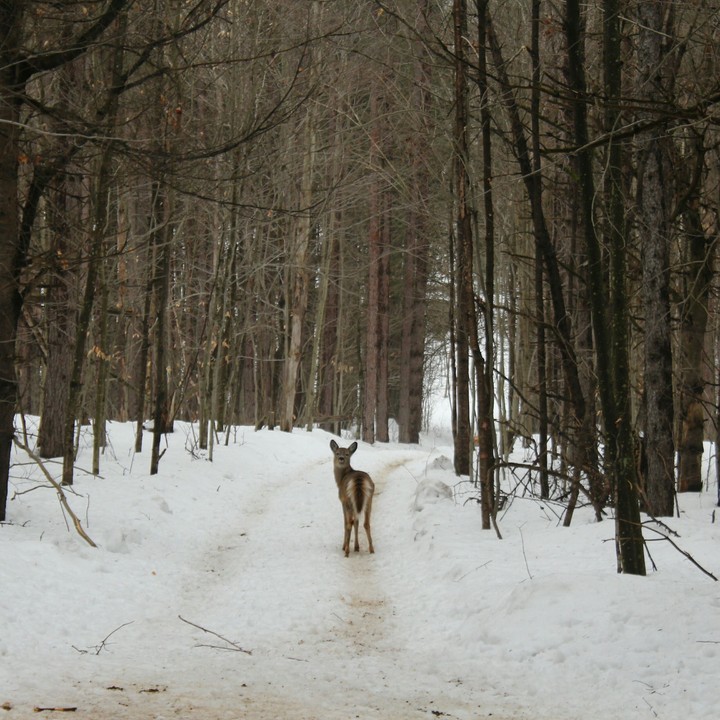 Balade dans les bois