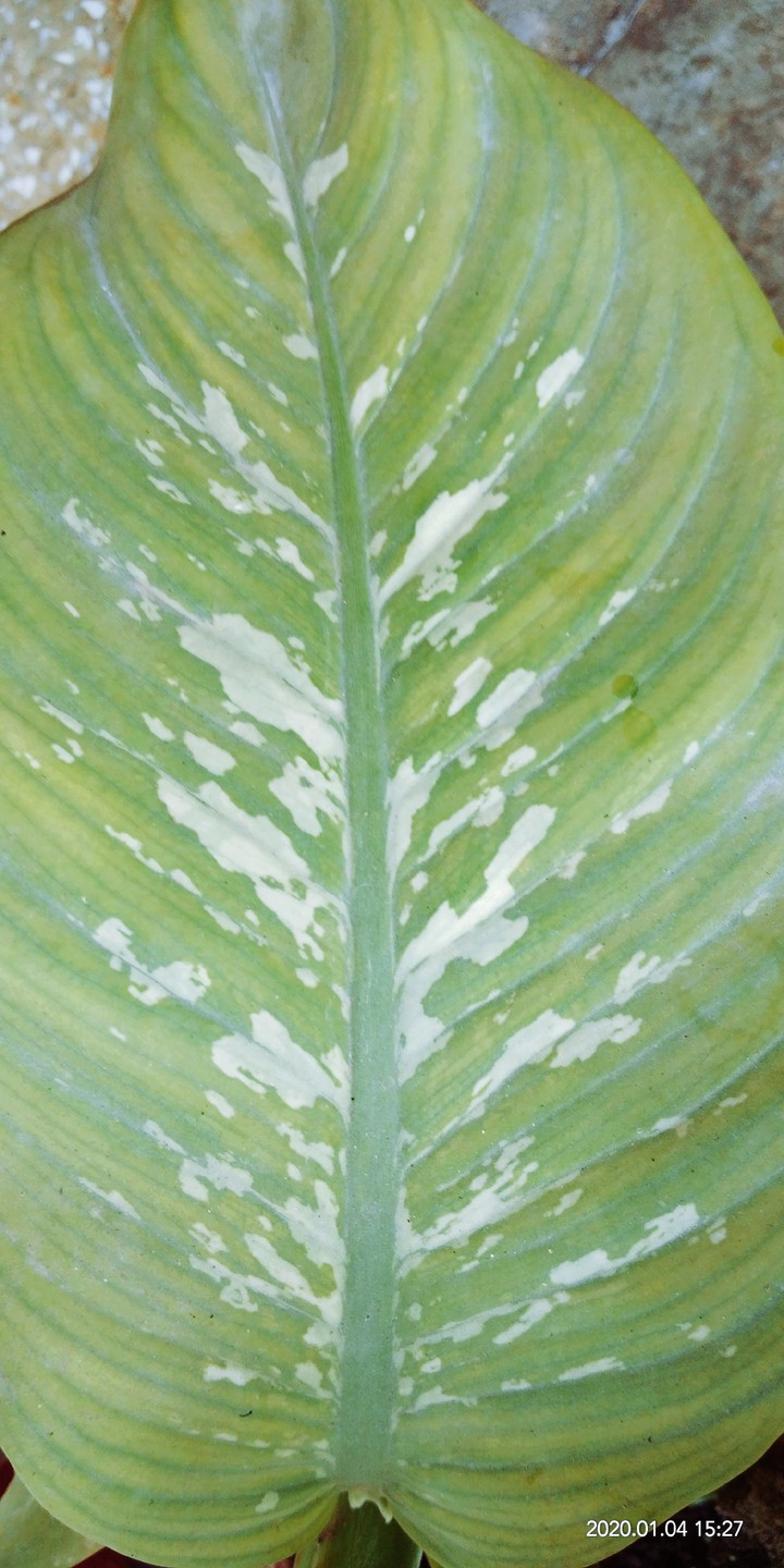 leaf
