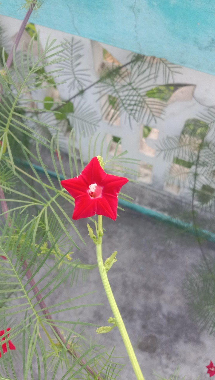 flower