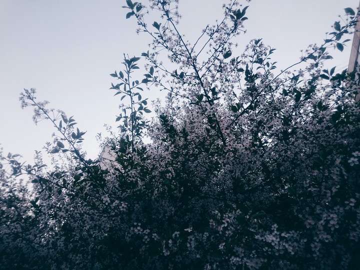 blooming cherry