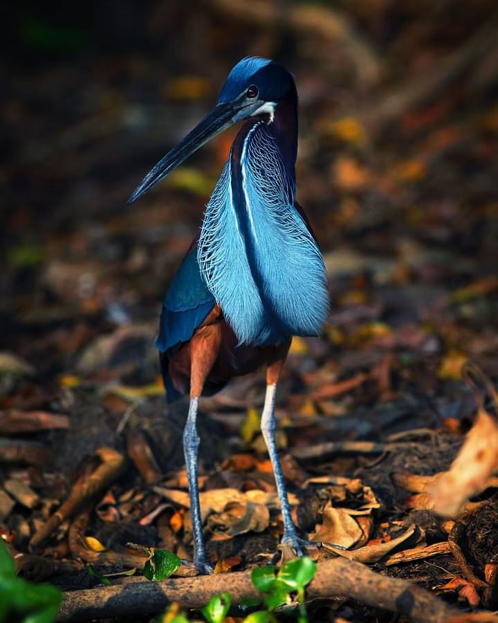 Beautiful heron