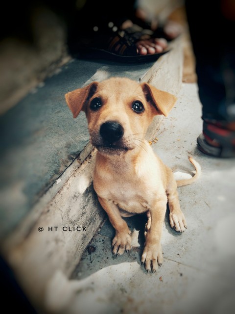 Cute Puppy