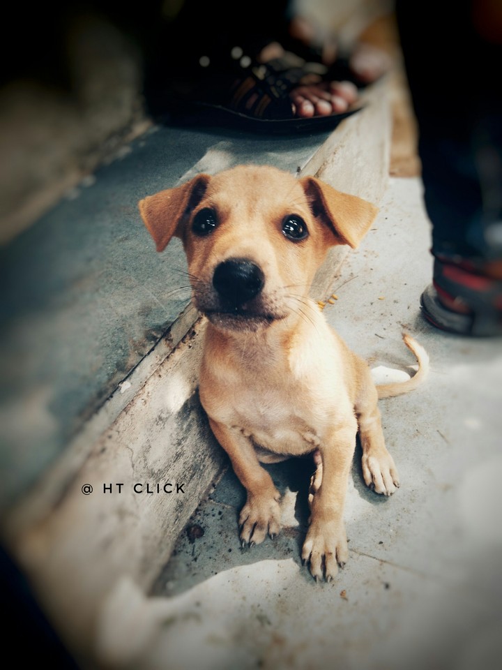 Cute Puppy