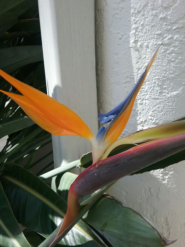 Rainbow Flora