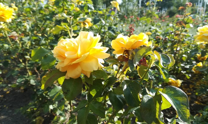 yellow roses