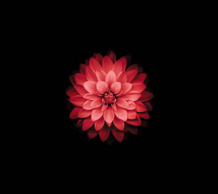 Rose ( Flower )