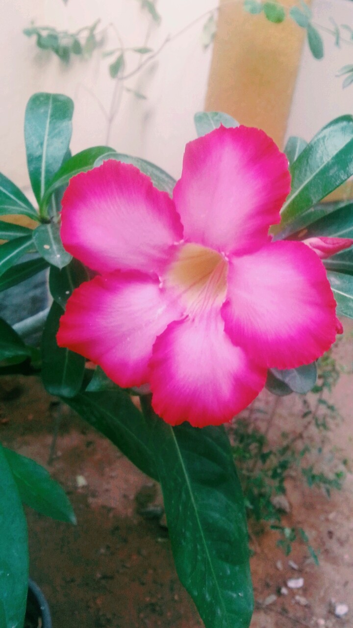 flowers of nature