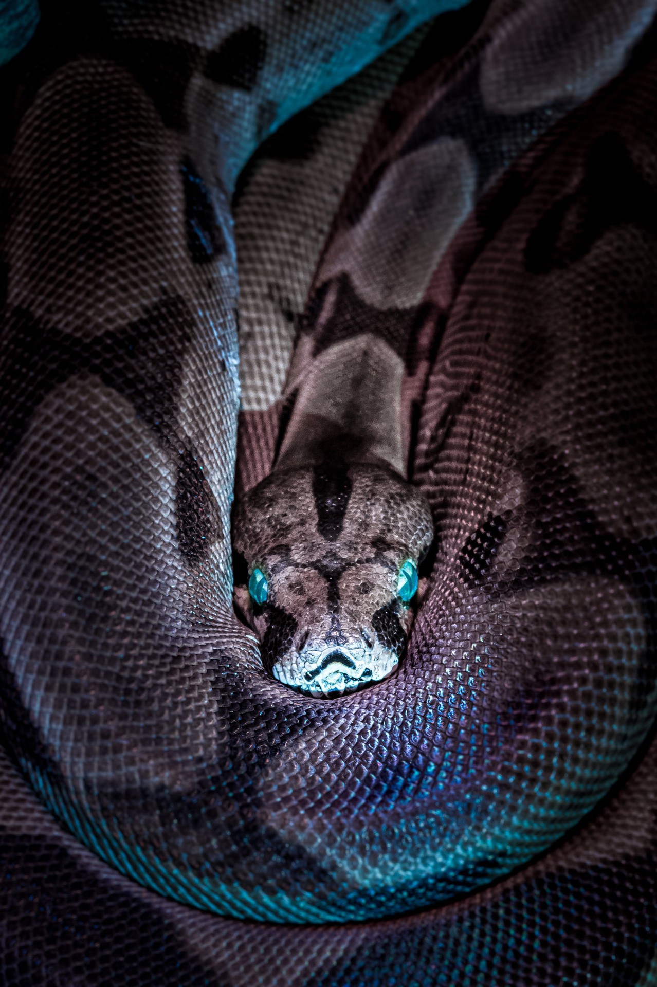 python