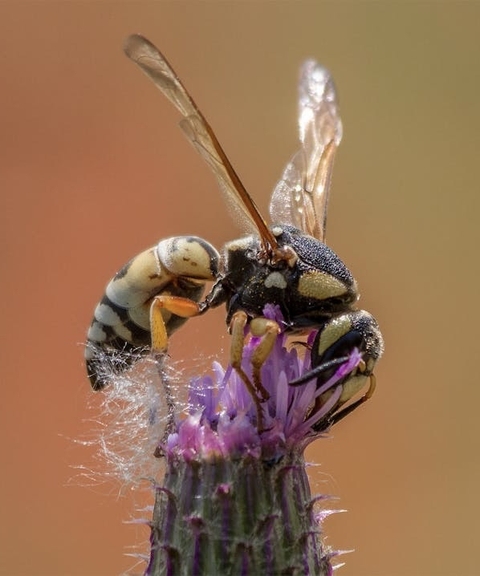 hình nền vespids, arthropod