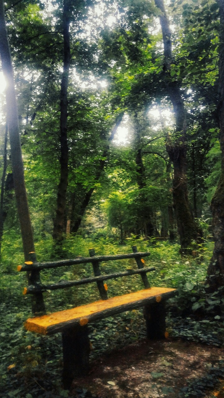 Rest in Forest