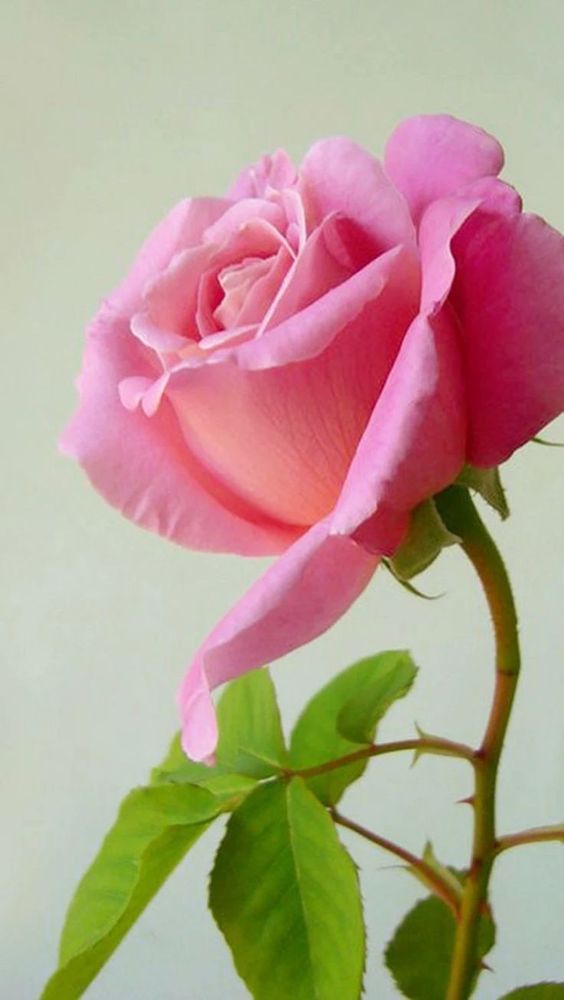 rose