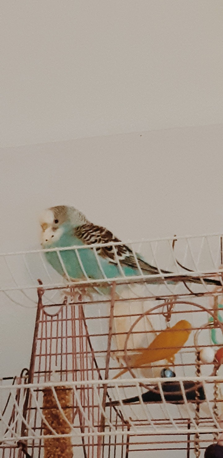 miki budgie 