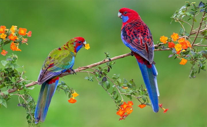 parrots