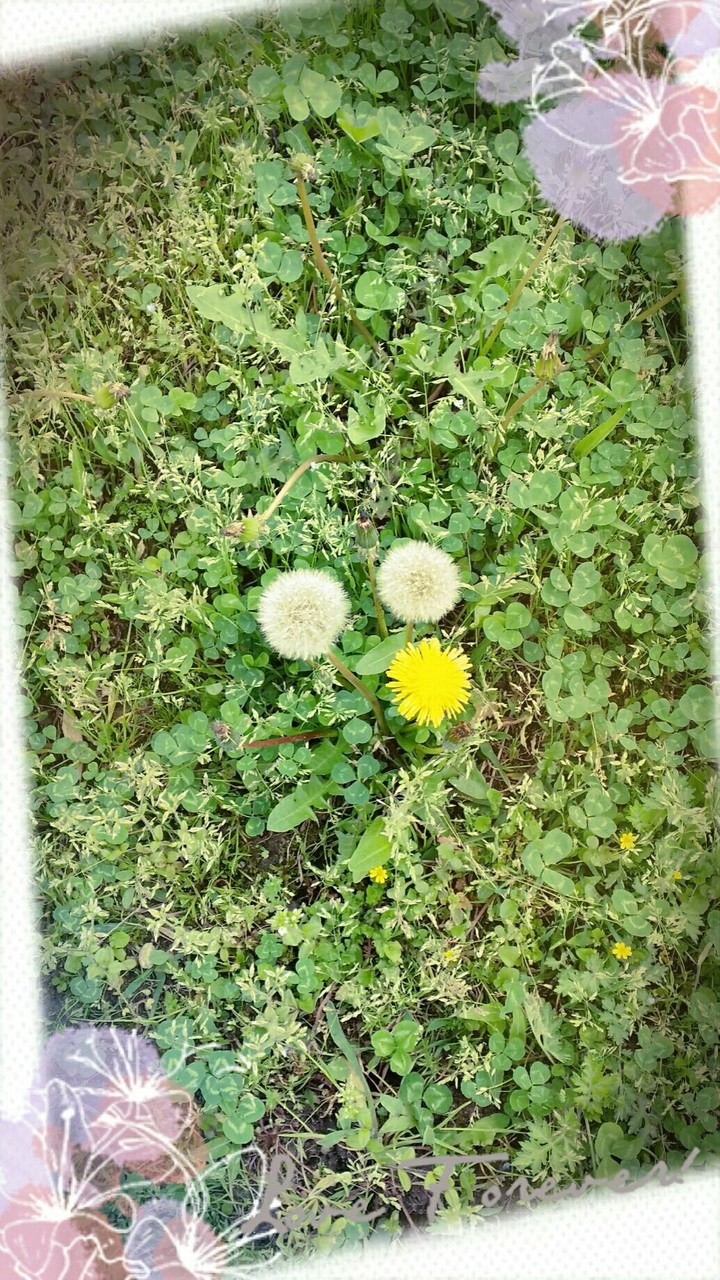 dandelion