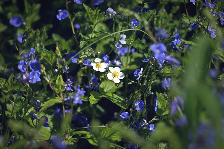 wildflowers