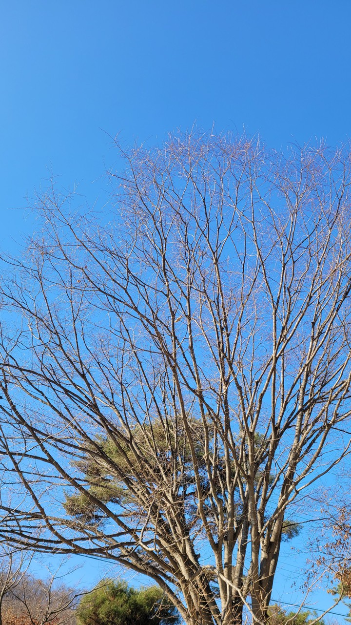 winter tree