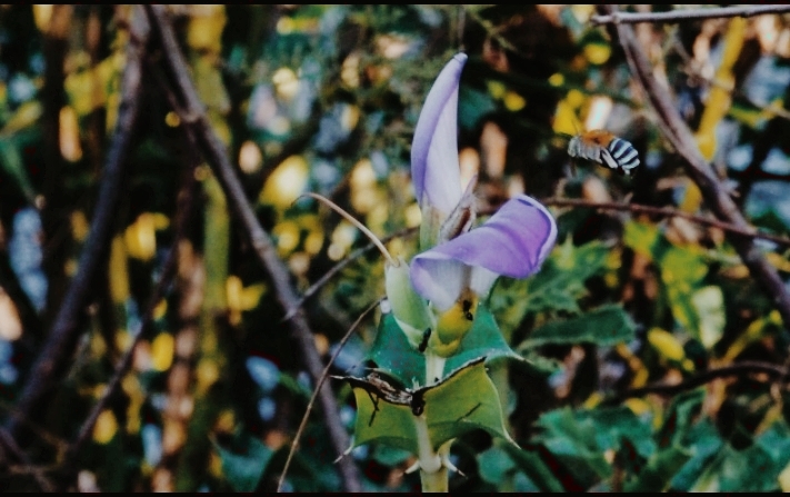 nature