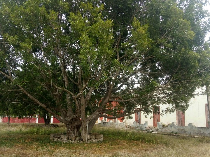 naturaleza