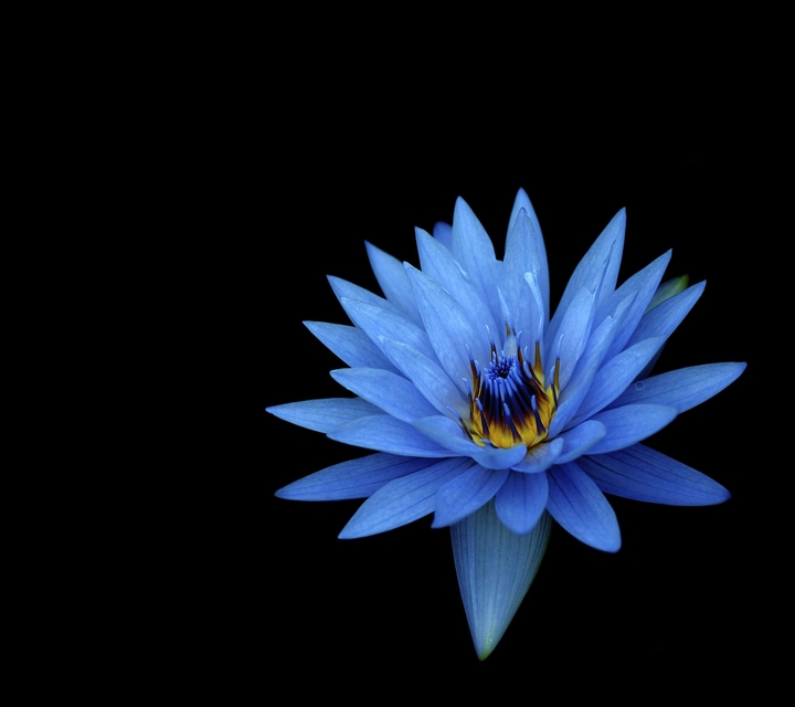 blue flower