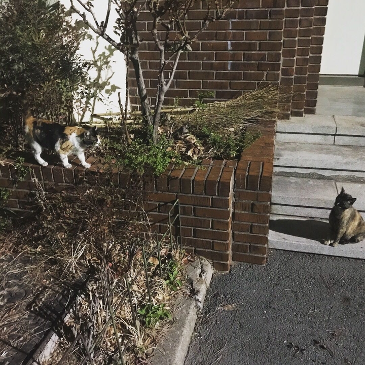 고양이