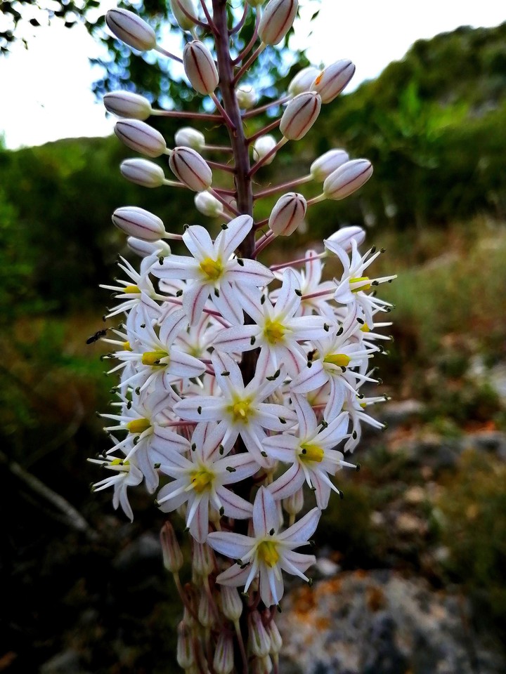 Cluster of white flowers