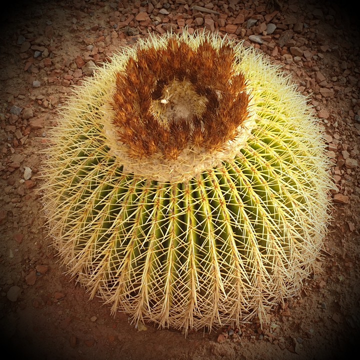 cactus