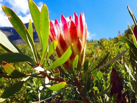 Protea