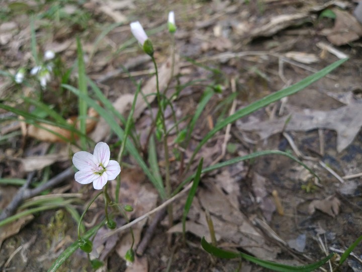 lil flower