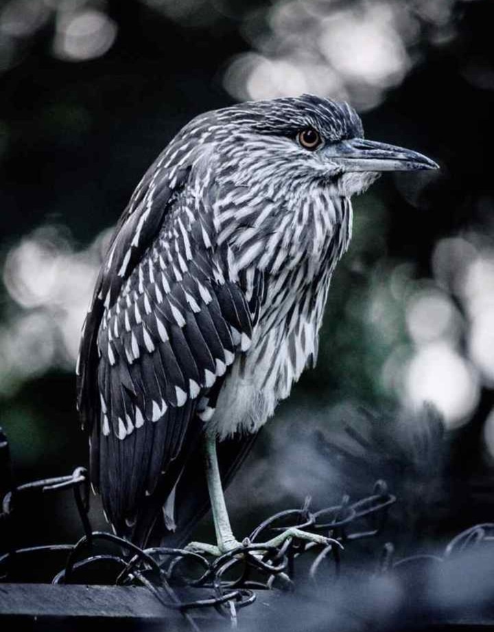 beautiful bird