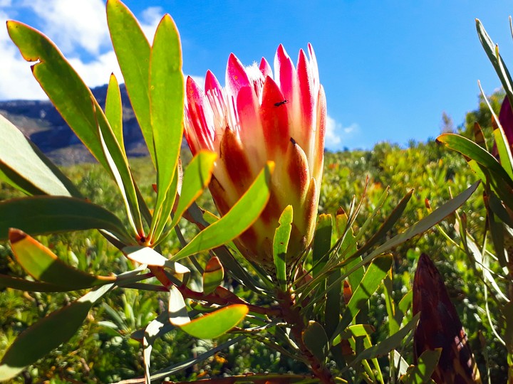 Protea