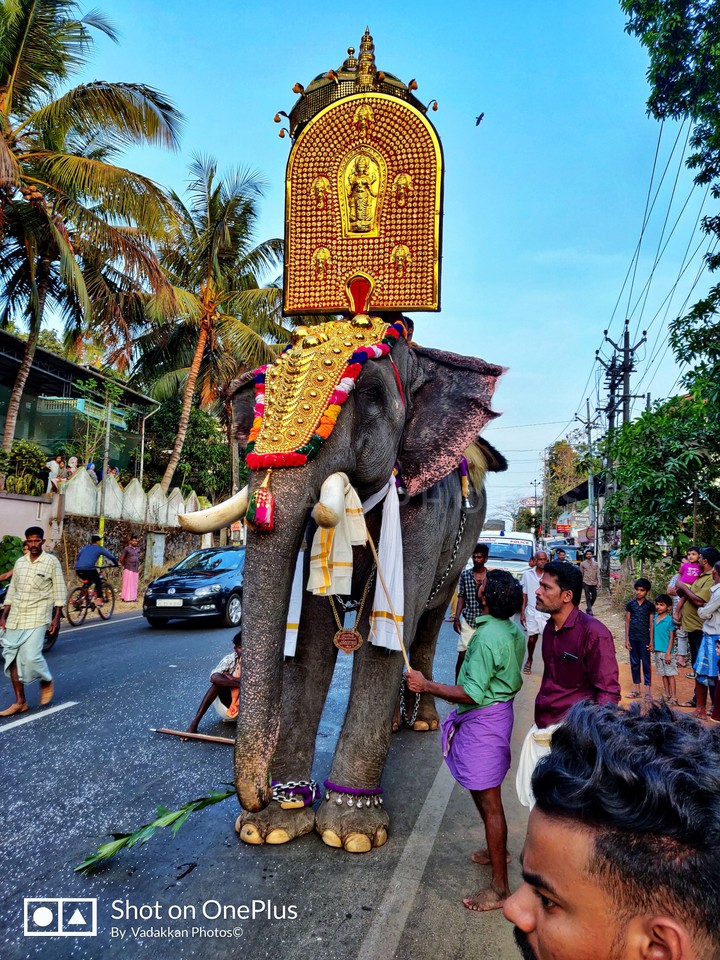 kerala elephant