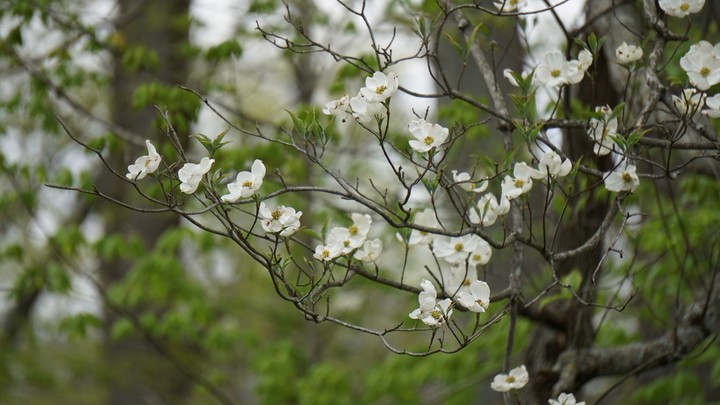 Bokeh Blossoms I