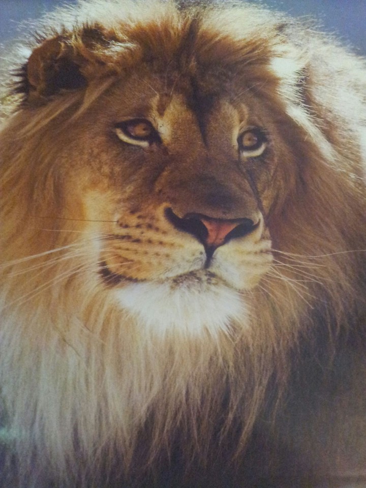 Löwe