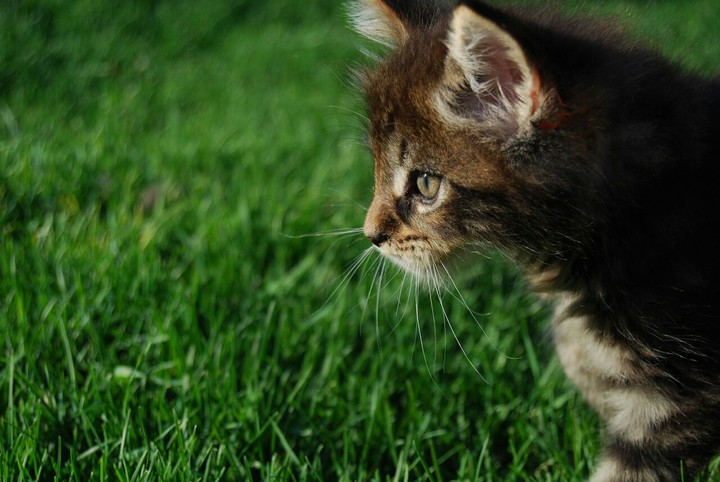 cat